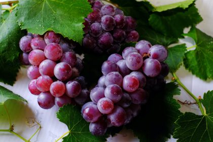 Fioletowe kiście winogrona z zielonymi liściami na białym tle
