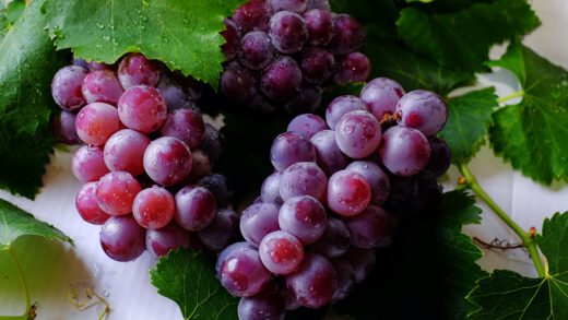 Fioletowe kiście winogrona z zielonymi liściami na białym tle