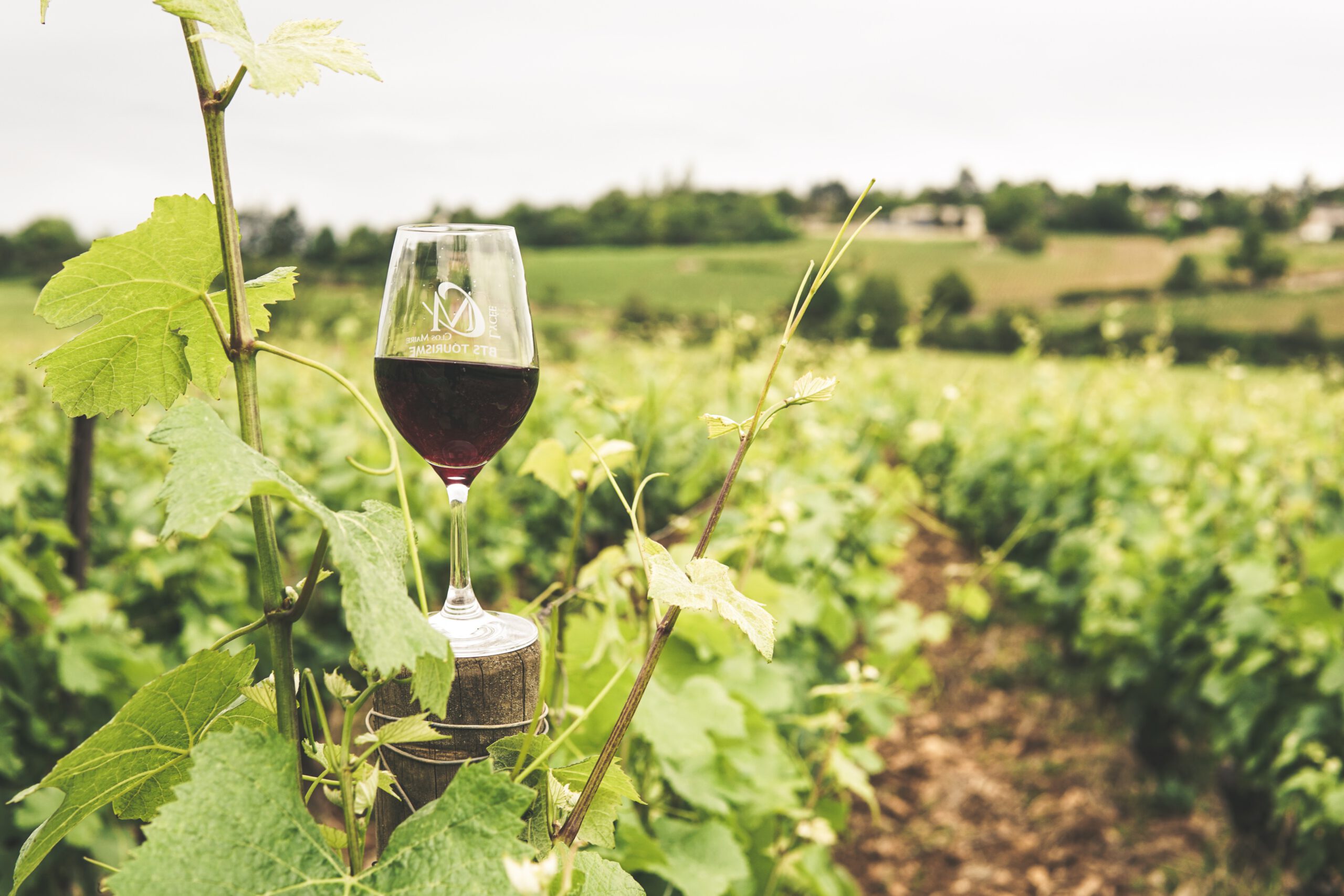 Kieliszek czerwonego wina stojący na drewnianym słupku na plantacji winogron